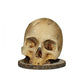 🖤💀 Range-couteaux crâne – Allie fonctionnalité et esthétique gothique, maintien sûr des lames, objet de conversation assuré 🕸️✨