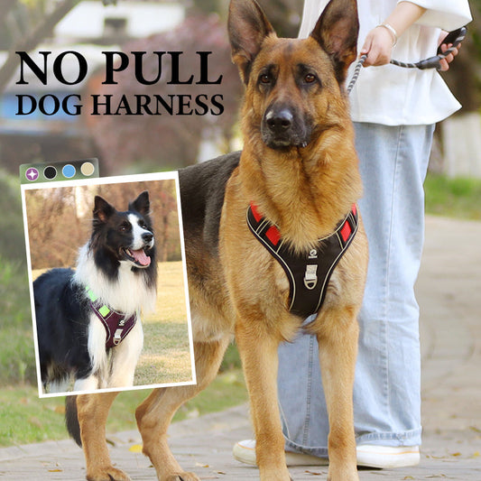 💐60% DE RÉDUCTION ! Harnais anti-traction avec laisse LED – Sécurité maximale pour vos promenades nocturnes 🐕✨【Offre Limitée】