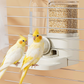 🐦💧 Plus de 32 000 vendus ! Mangeoire abreuvoir automatique 2-en-1 – Design gain de place, réservoirs transparents, idéal pour perruches, canaris & petits oiseaux, même pendant vos absences 🏖️✅