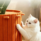 🧡🐈 Niche carotte douce – Design cocooning, parfaite pour les chats qui aiment se cacher, matière moelleuse et chaude, le refuge idéal pour les siestes au soleil ou les nuits fraîches ☀️🌙
